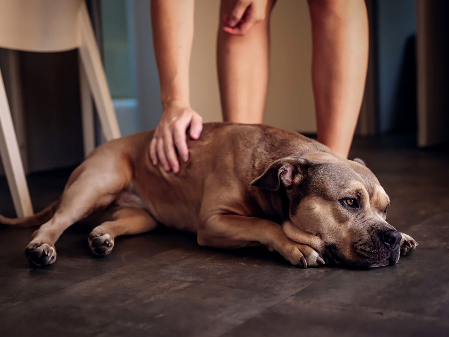 Informatie over huisdieren op de locaties van The Holiday Home